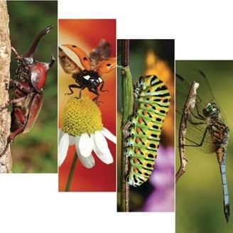 Bugs Fun Bookmark 200/pk. PD137-3982